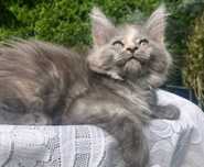 Maine Coon - Dymna Szylkretka ! Linia Shaded !