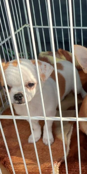 Цуценята Чихуахуа :)