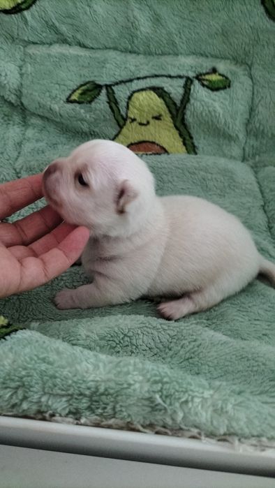 Chihuahua macho lindo