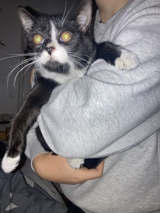 Małe kotki powyzej 3 miesiecy