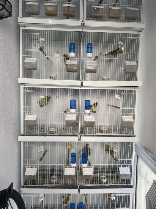 Canarios timbrados espanhol