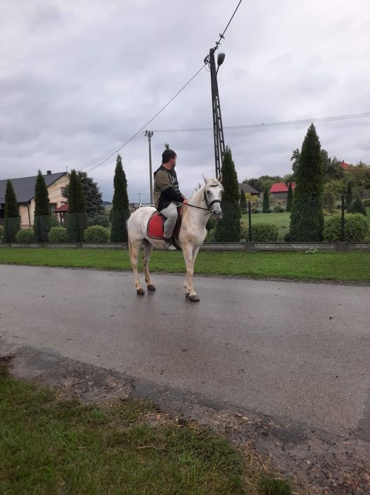 Wałach piękny siodło zaprzęg!!