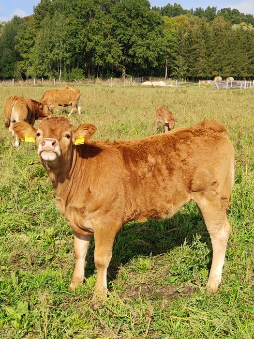 Sprzedam odsadki jałówki Limousine