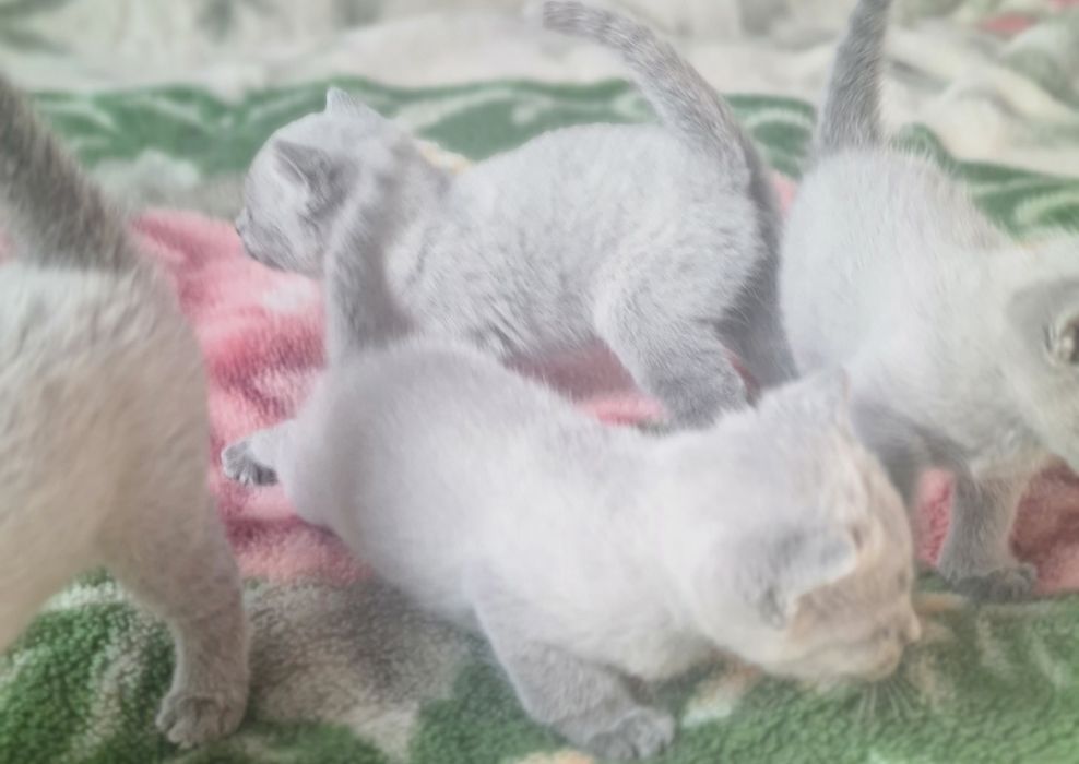 Kocurek rosyjski niebieski