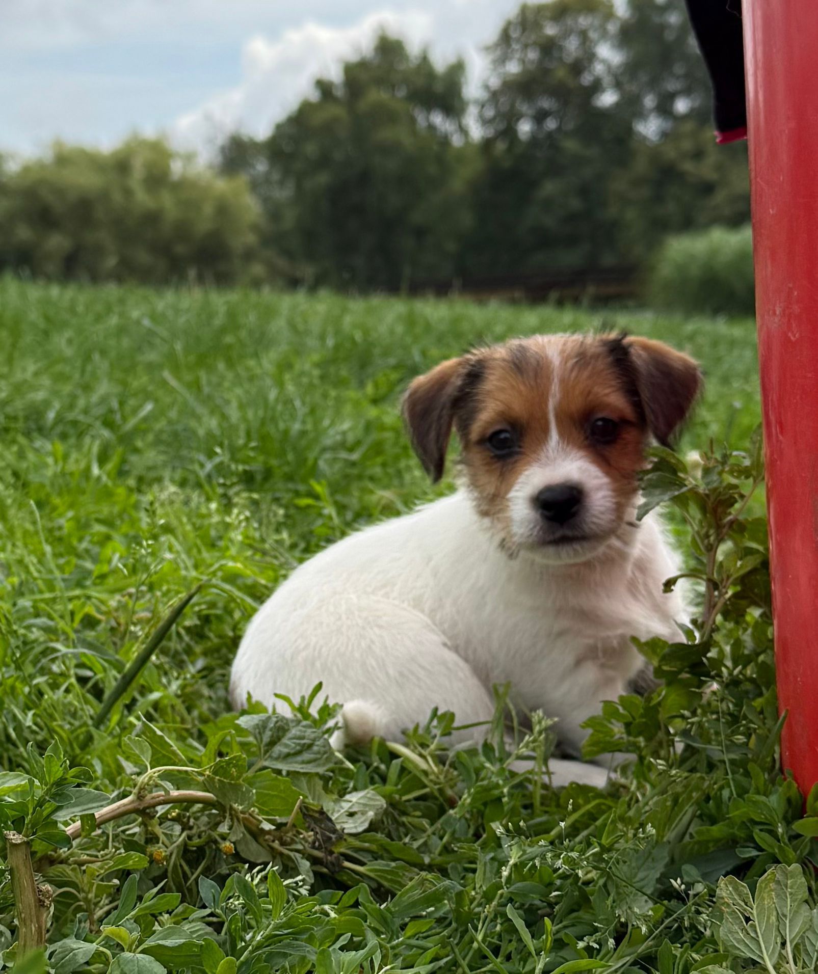 Jack Russell Terrier ZKwP FCI