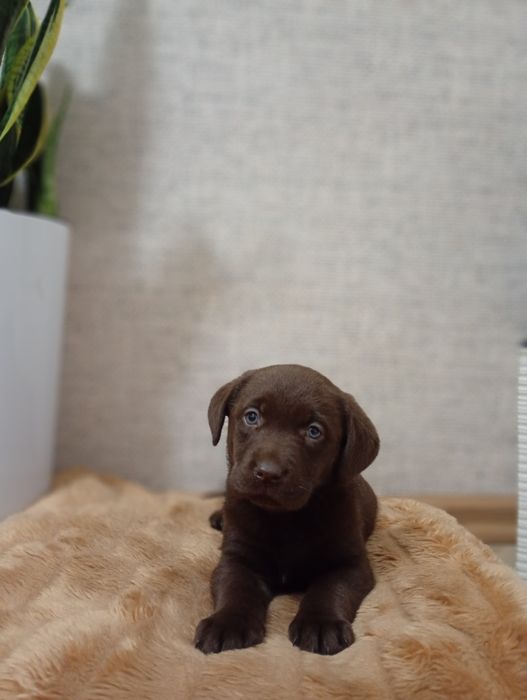 Mam na sprzedanie śliczne labladory