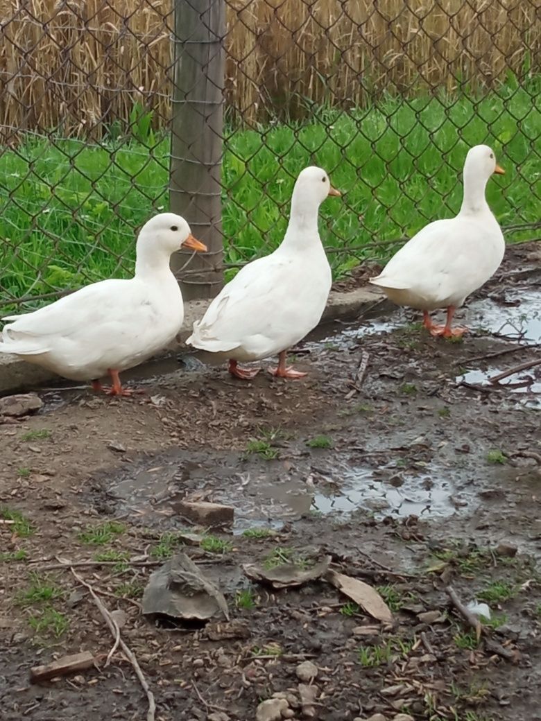 Krzyżówki miniaturowe call duck