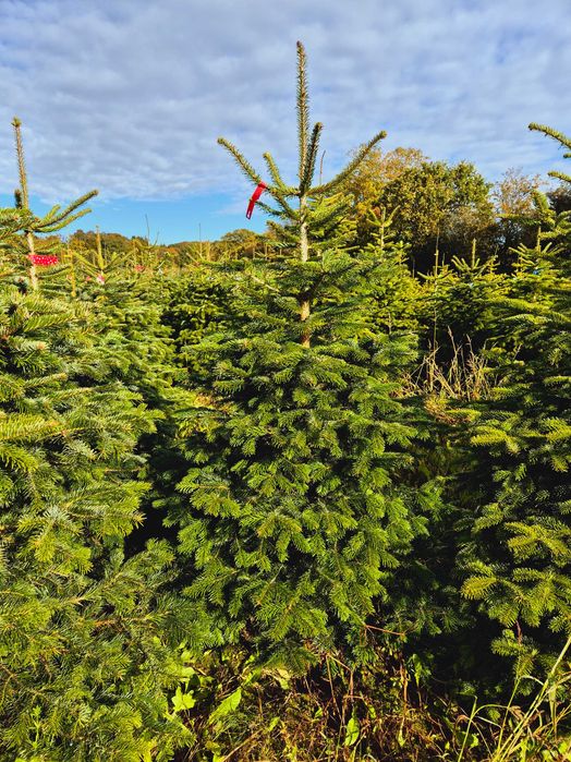 Jodła Kaukaska z plantacji cięta lub w donicy - tuchoinki.pl PLANTACJE