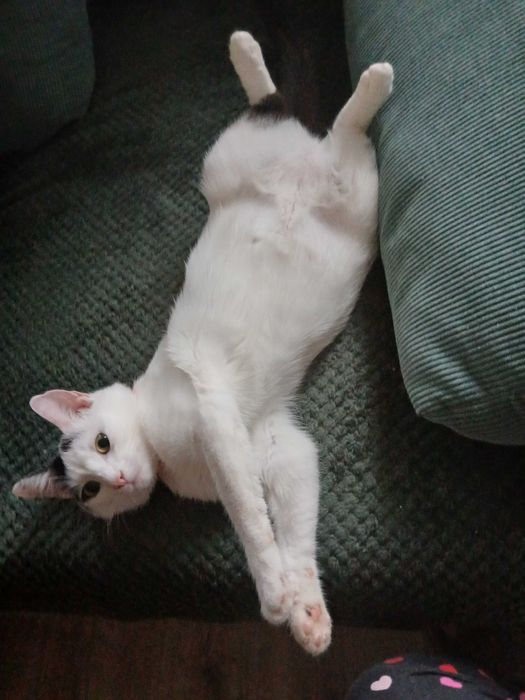 Oddam kotkę w dobre ręce, za darmo