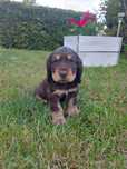Cocker spaniel szczeniak