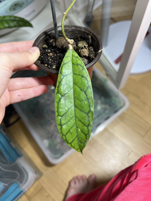 Hoja Monica cala roslina