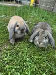 Króliczki małe mini lop