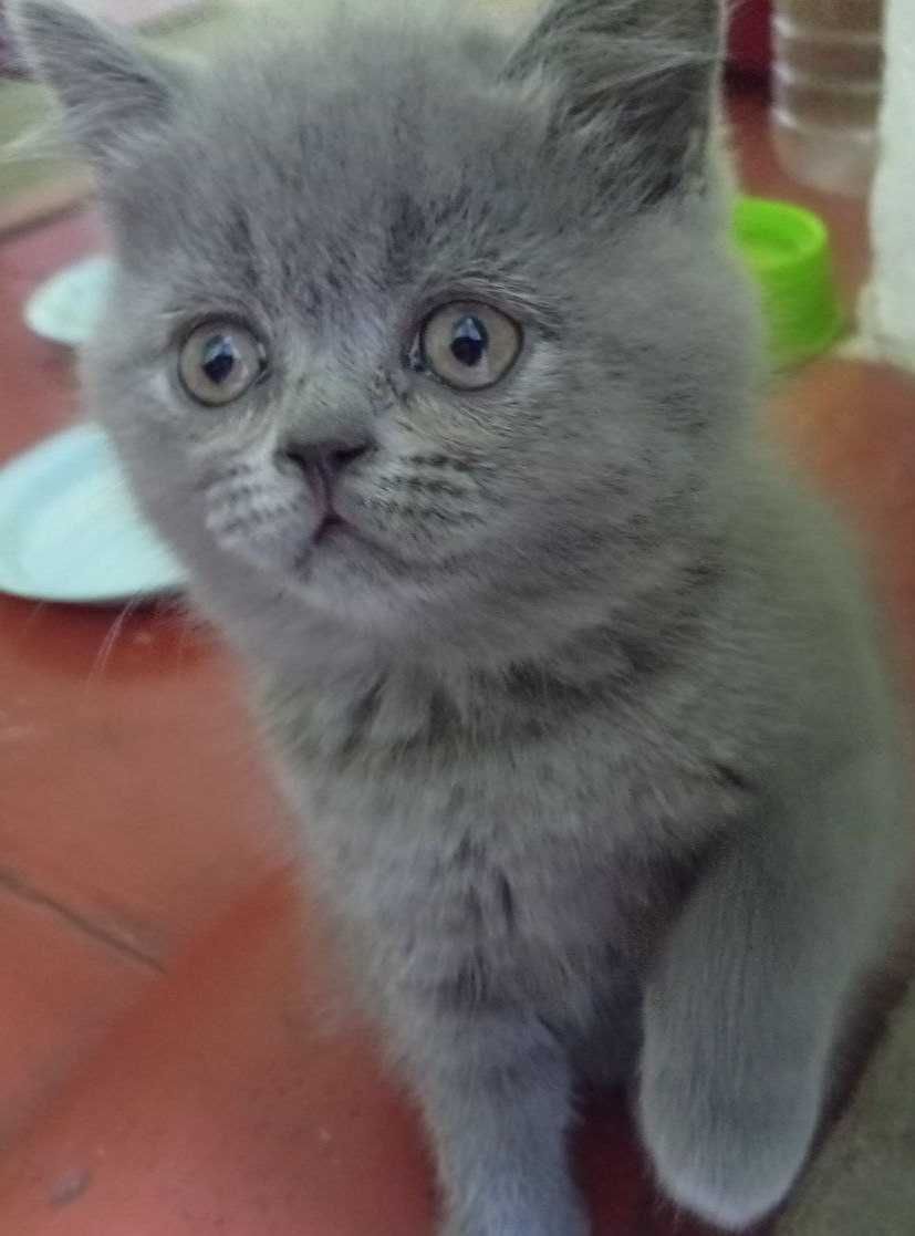 Кошенята шотландські