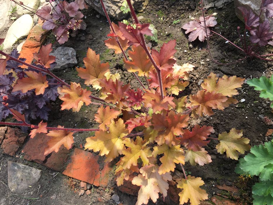 Гейхера сортова багаторічна