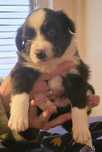 Piesek Border Collie