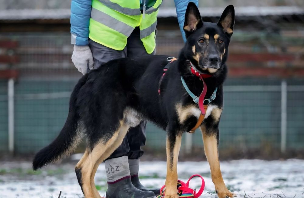 Kozak szuka doświadczonego i aktywnego domu