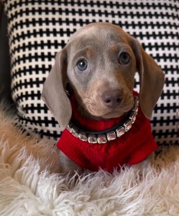 Teckel miniatura Isabella Femea