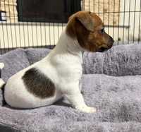 Jack Russell Terrier sunia