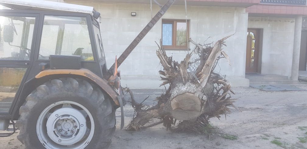 Korzeń orzecha włoskiego