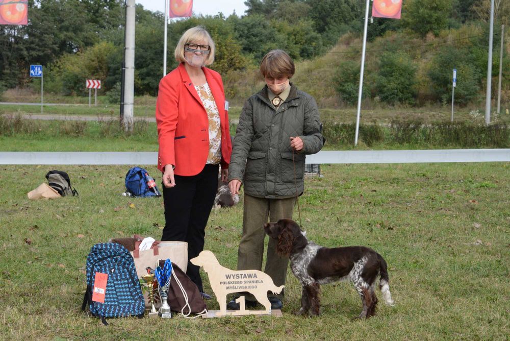 Polski Spaniel Myśliwski