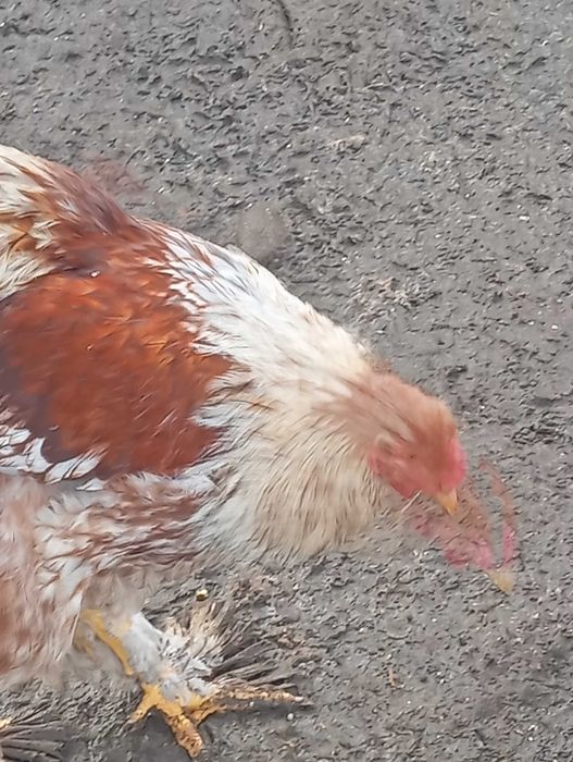 Galo Brahma Splash Disponível para venda ou troca