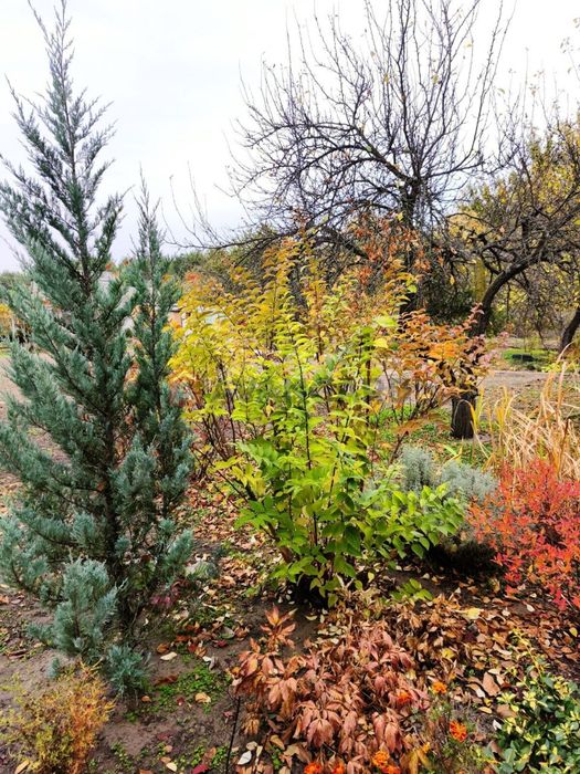 Продам дачу с/т Лада (Чайка)