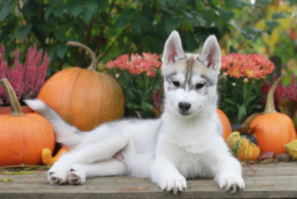 Siberian Husky ZKwP