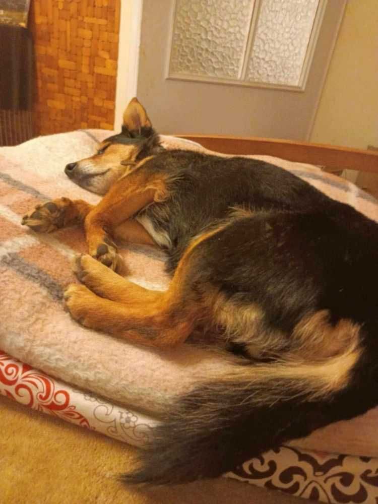 Zuza- mała (9kg), KOTOLUBNA, inteligentna suczka-dowóz w Polsce