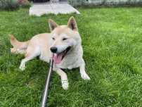 Shiba Obu - suczka