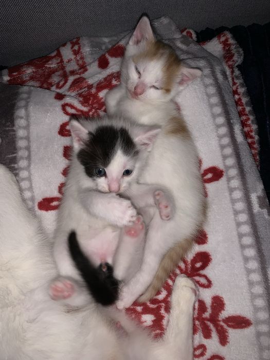 Oddam kotki za darmo