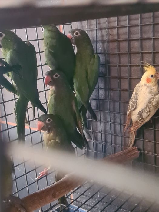 Conures cabeça azul