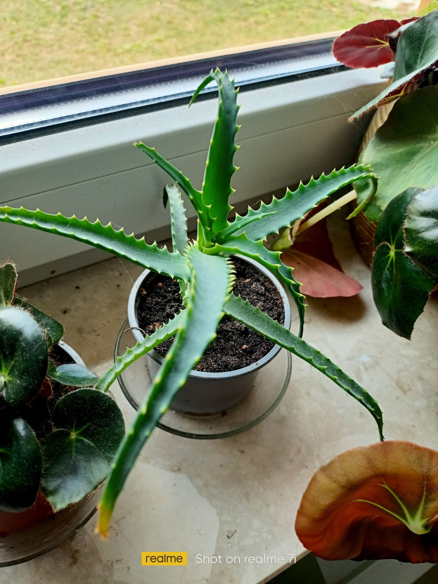 Aloes leczniczy sadzonka