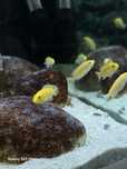 Pyszczaki Yellow 3-4 cm labidochromis caeruleus malawi