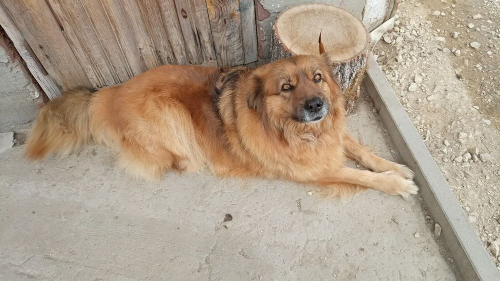 Adoptuj kochaną sunię Krysię.