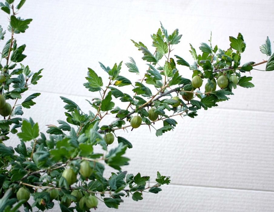 Крыжовник Крупн Колобок,Уральський ізумру,Добриня смороДоросліСаджанці