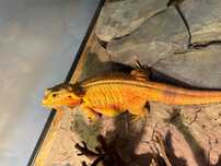 Agama brodata Orange samica