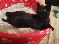 Oláááá...Somos lindos gatinhos, para adoção responsável, com carinho.
