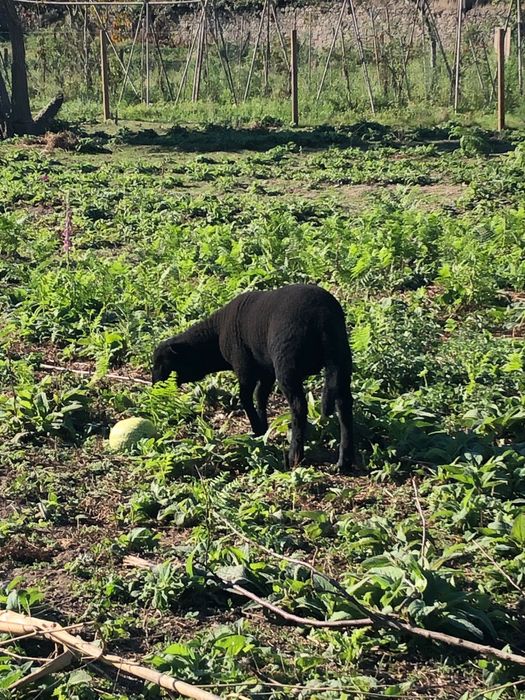 Ovelha- borrego criado em liberdade