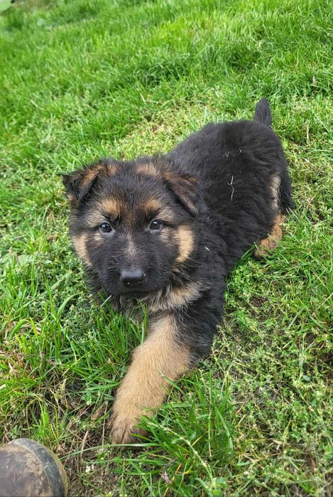 Owczarki niemieckie długowłose !!