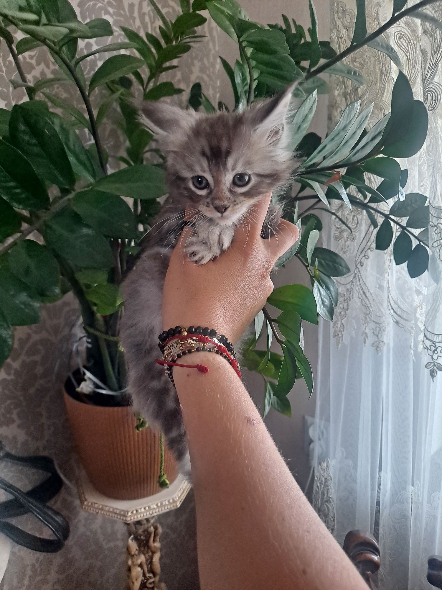 Kocurek maine coon