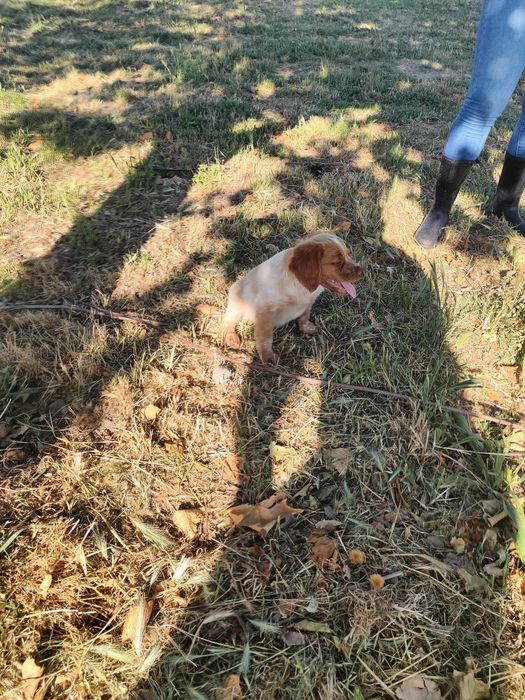 Epagneul  Breton com lop e afixo