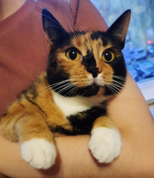 Киця Муся Карамелька