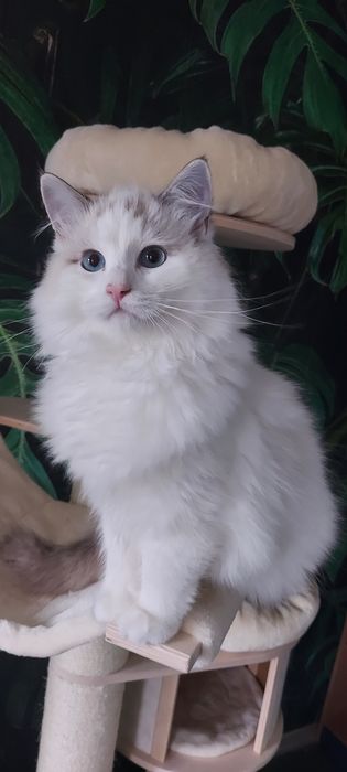 Piękny kocurek Ragdoll do hodowli