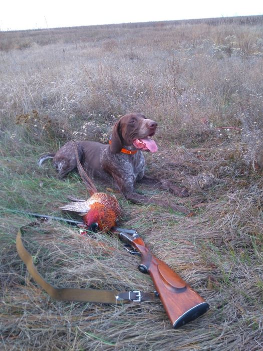 Вязка Курцхаар