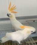 Femea cacatua citrinocristata