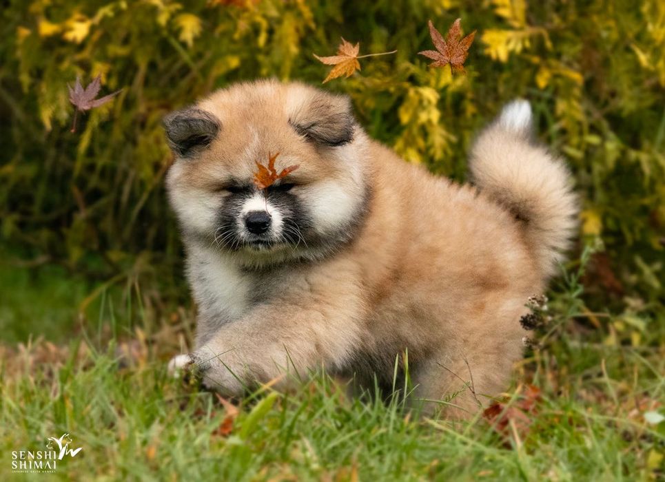 AKITA JAPOŃSKA - Długowłosy Słodziak