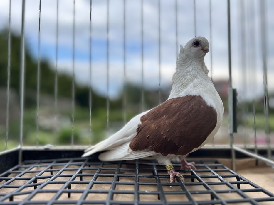 Gołębie ozdobne. Mewka polska samiczka 2023.