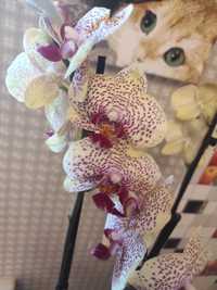 Орхидея Фенси на 3цв
