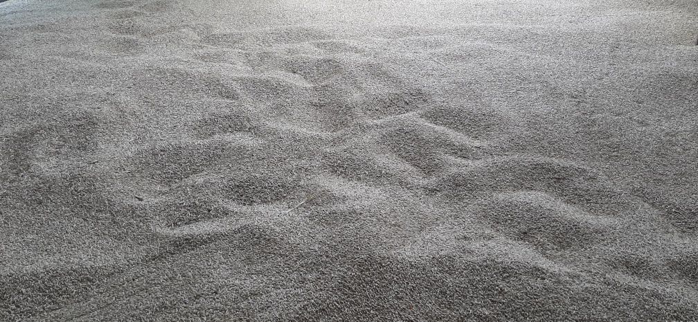 Jęczmień  z tego rocznych zbiorów