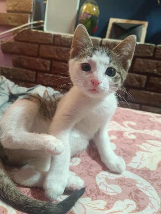 Koteczka Leydi do adopcji